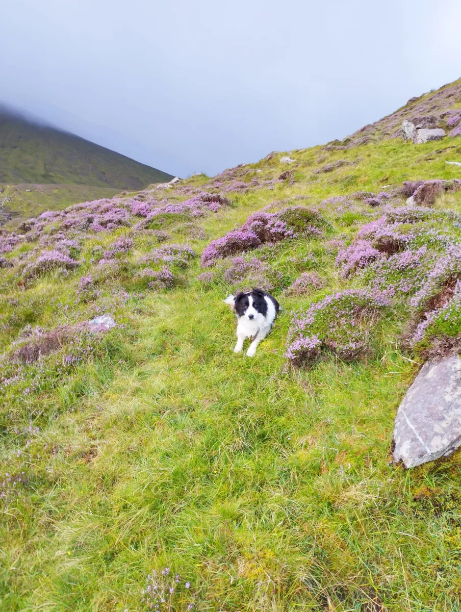 Dog lying on grassy hill with purple flowers