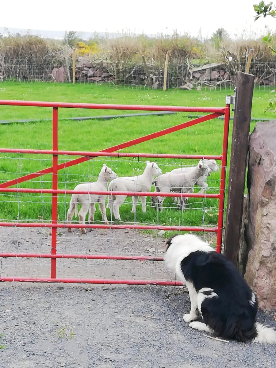 Dog watching lambs through a red gate.