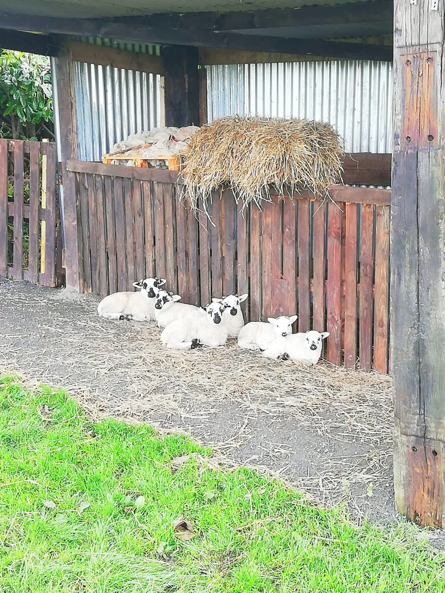 Lambs resting under a wooden shelter