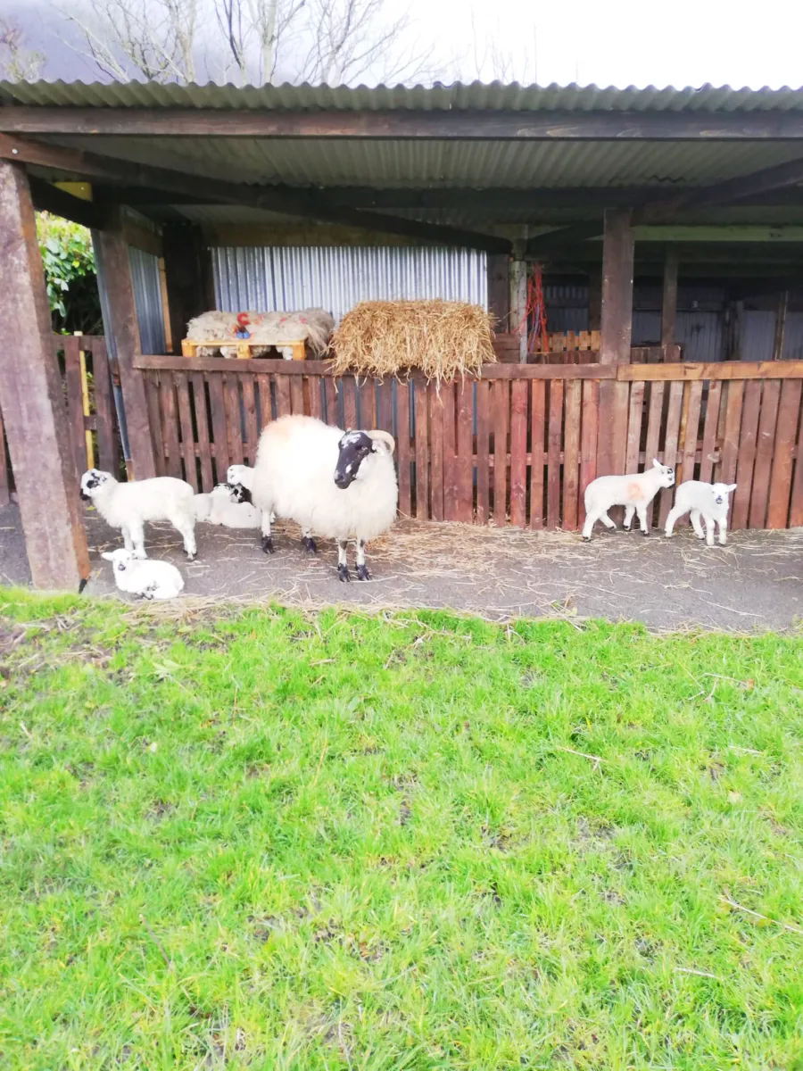 Sheep and lambs in front of a wooden shelter