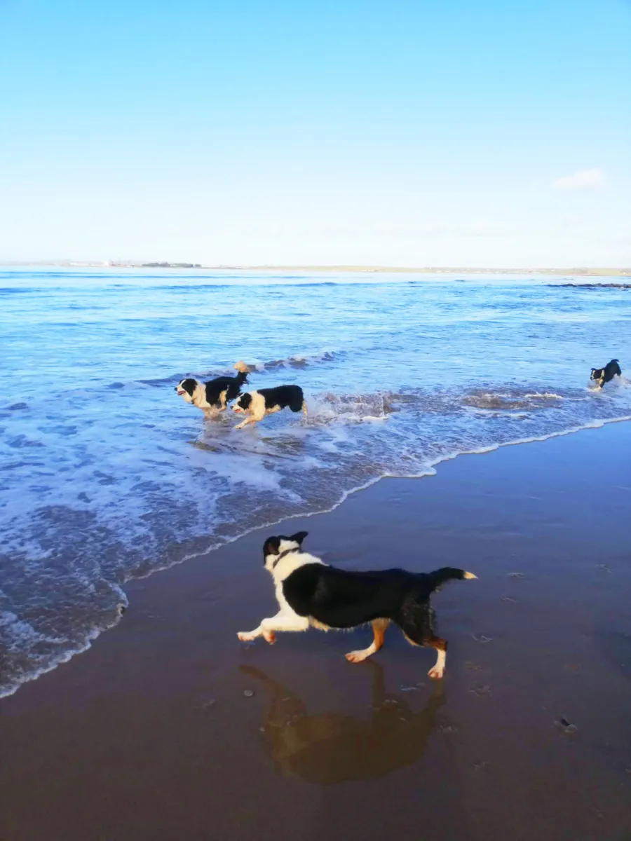 Dogs playing on the beach near the water.