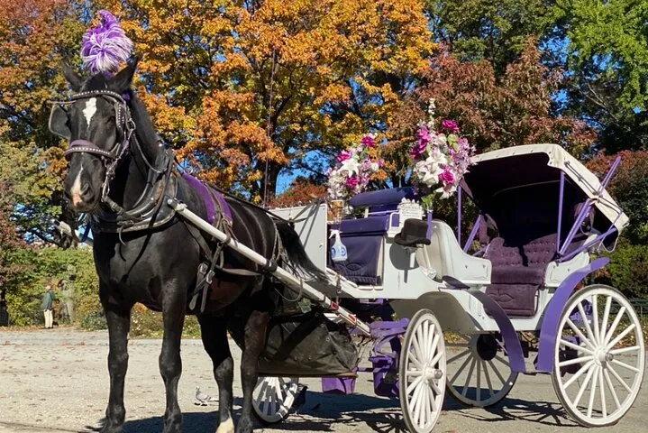 Horse-drawn carriage with purple decorations