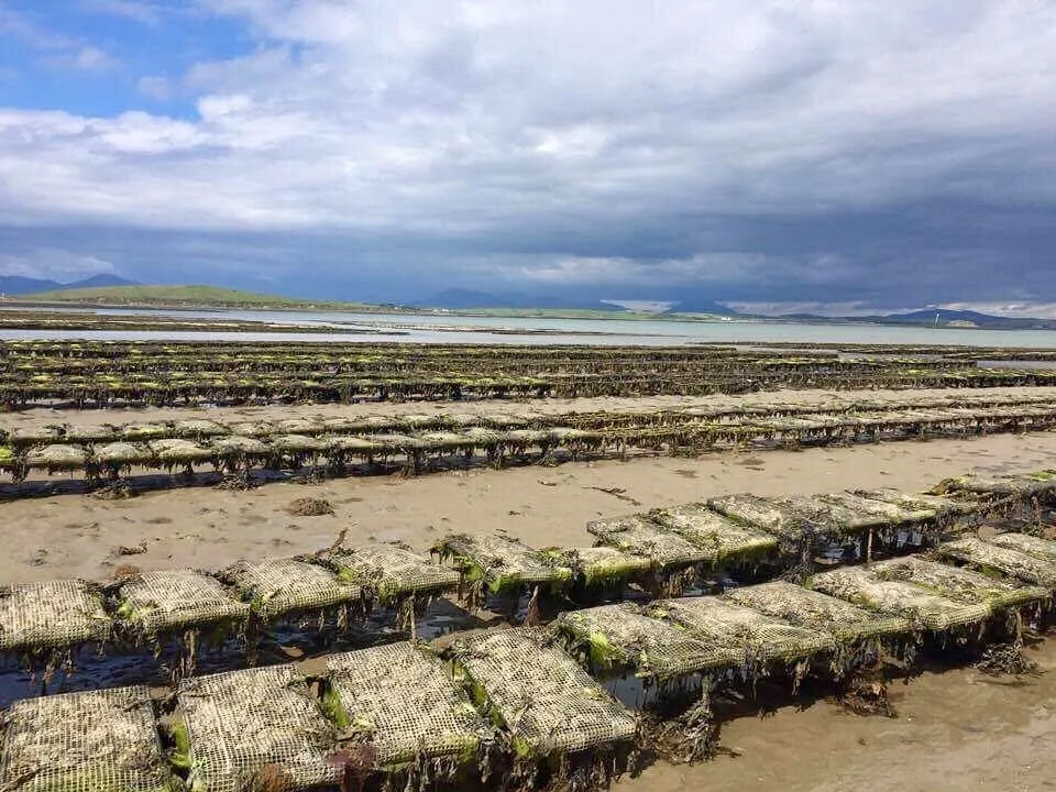 Oyster farm with nets on a sandy shore.
