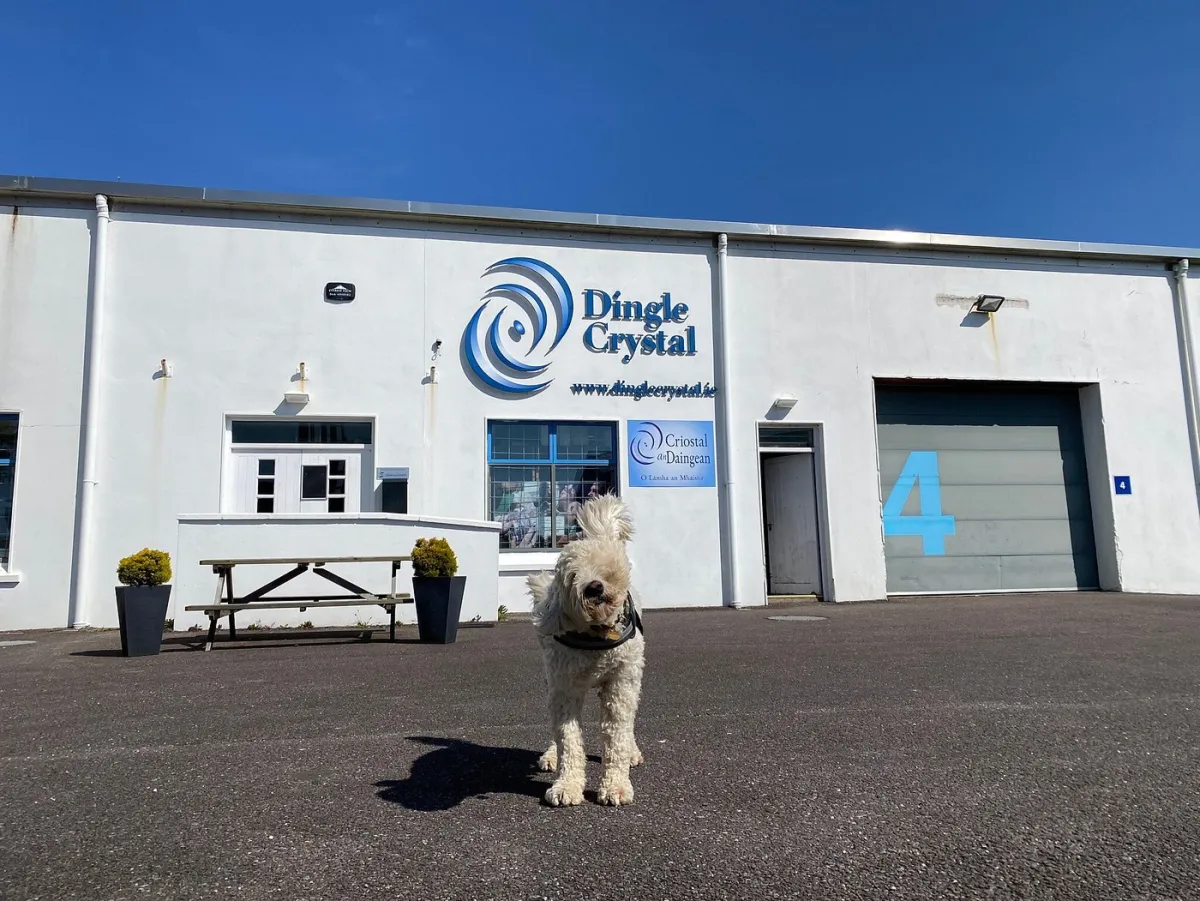 Dog in front of Dingle Crystal building