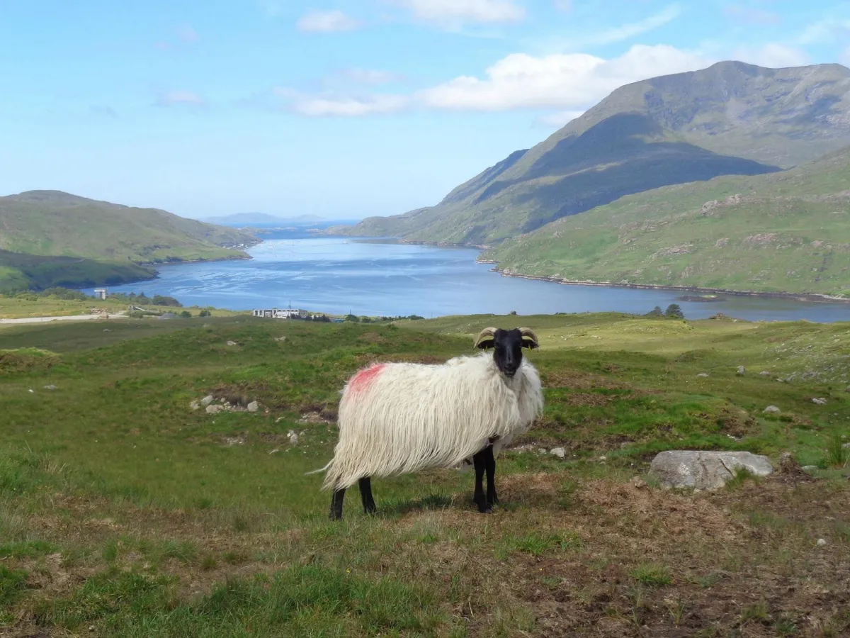 Sheep standing on hillside with lake and mountains in background