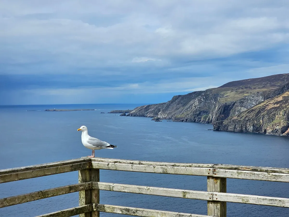 Seagull on a wooden railing overlooking a coastal cliff