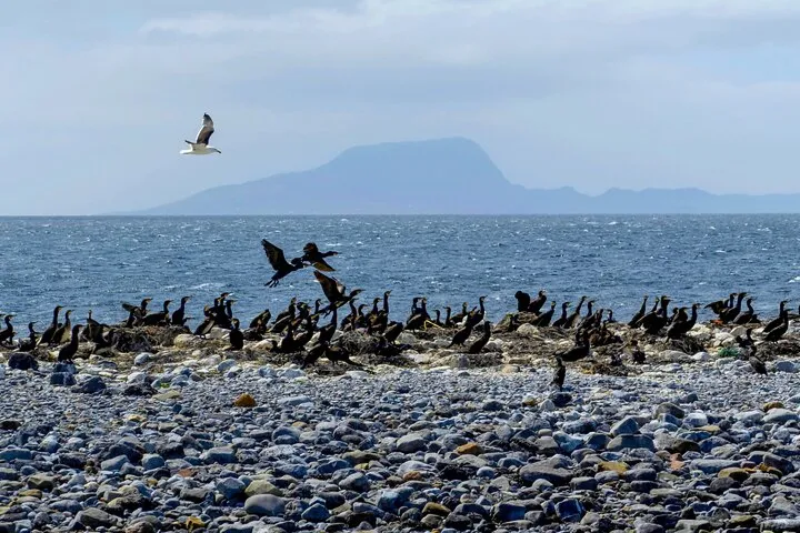 Seabirds gathered on a rocky shore with ocean and mountains.