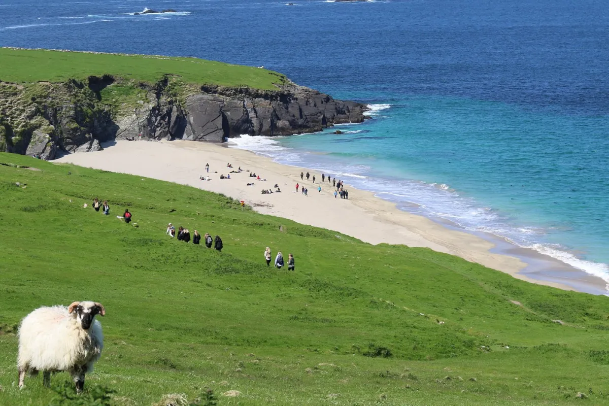 Sheep on grassy hill overlooking beach with people