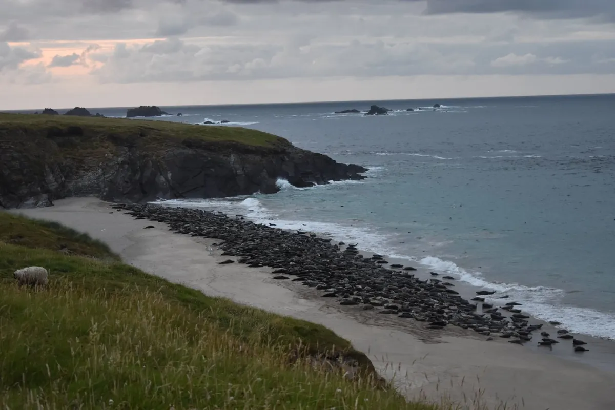 Seals resting on a sandy beach by the ocean