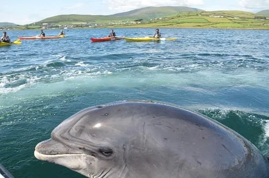 Irish Adventures — recreation base in Dingle, dolphin Fungi in the harbor