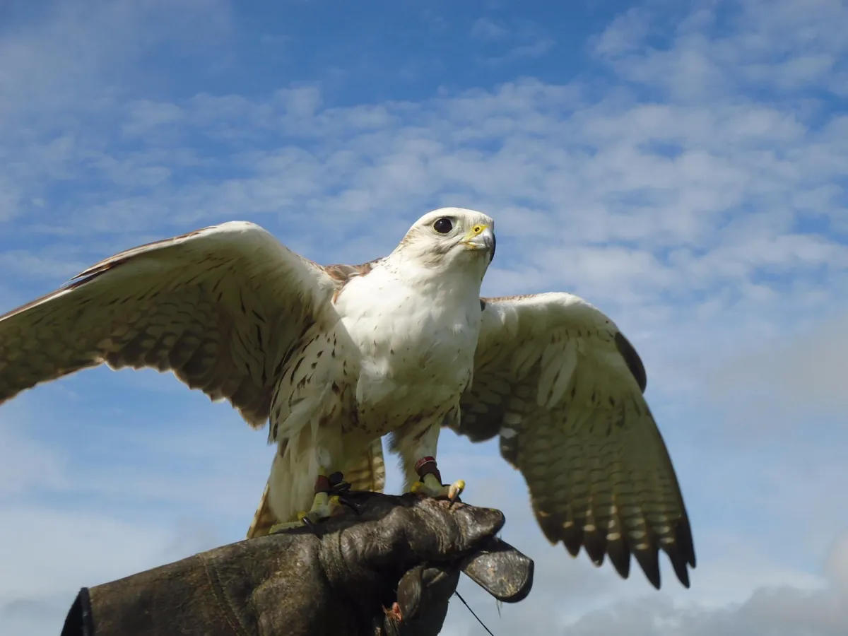 Falcon with wings spread perched on a gloved hand