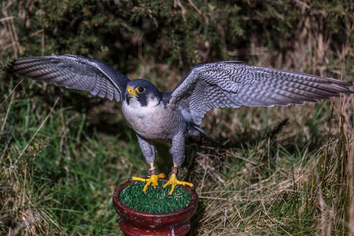 Peregrine falcon with wings spread on a perch