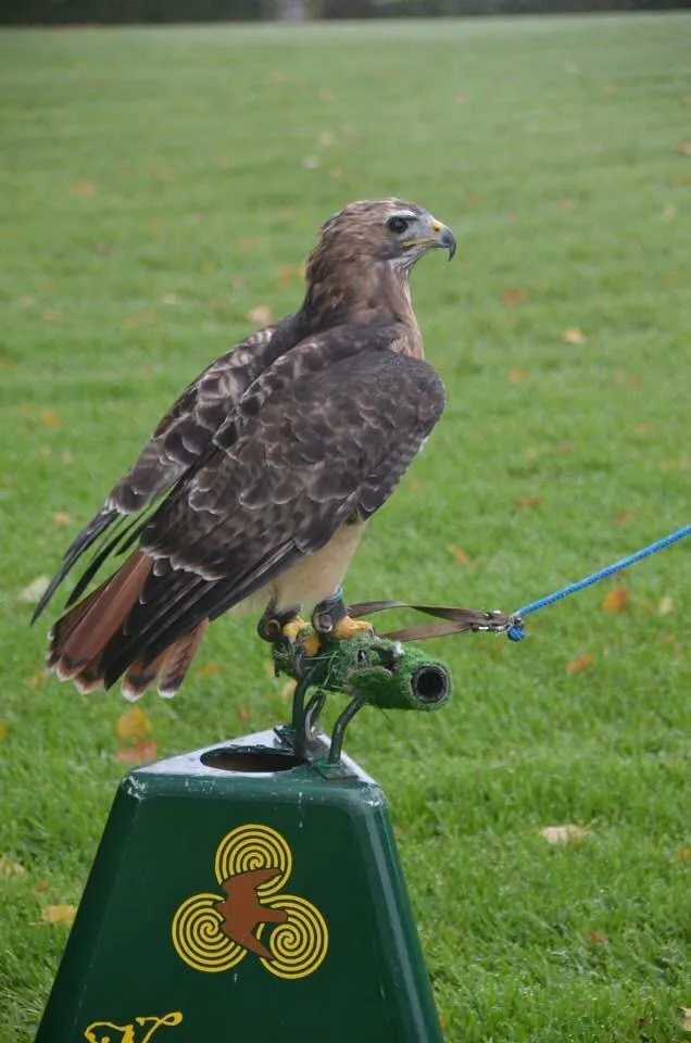 Hawk perched on a stand in a grassy area.
