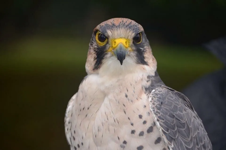 Close-up of a falcon with spotted feathers