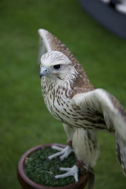 Falcon perched on a stand with wings slightly spread