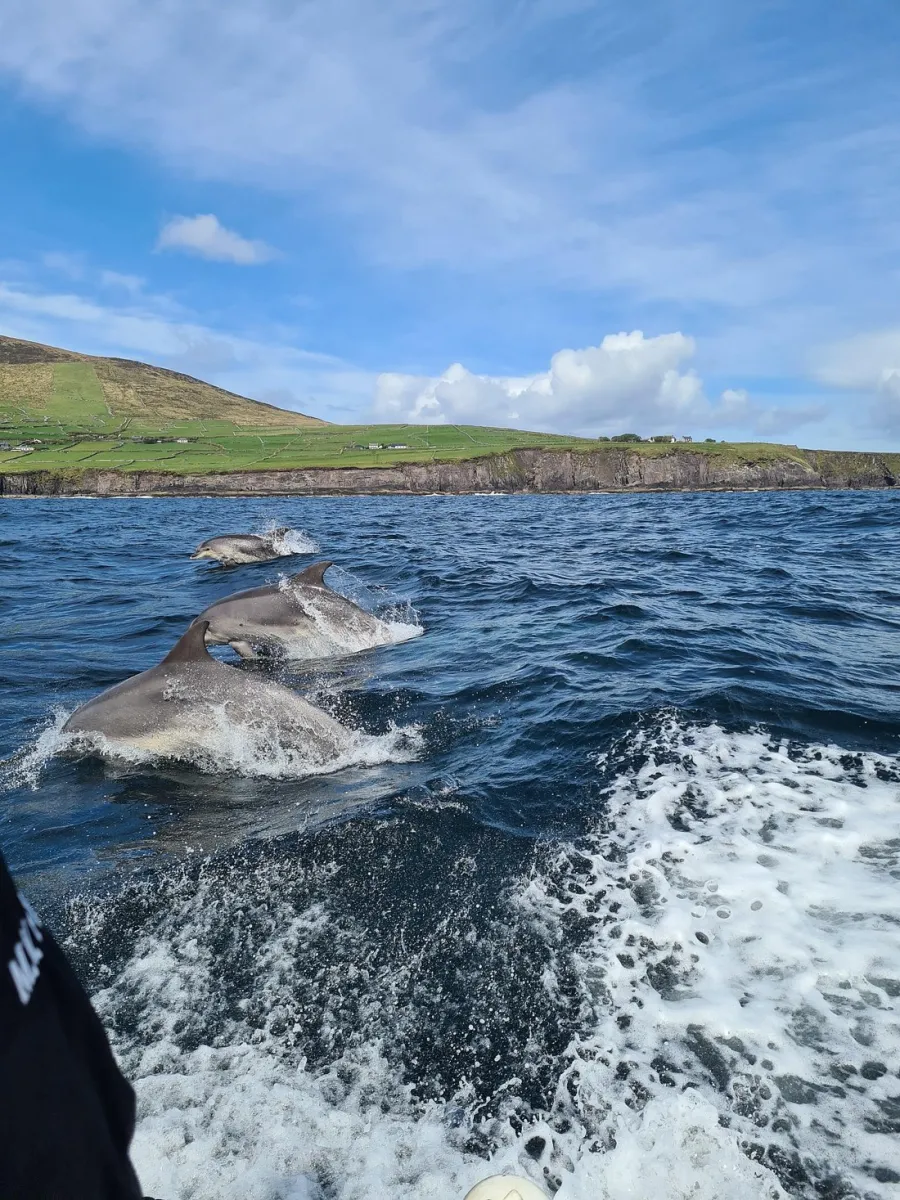 Dolphins swimming near a boat on the ocean.