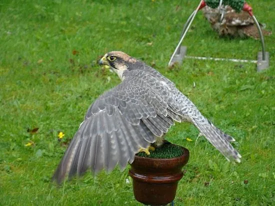 Falcon perched on a stand with wings spread