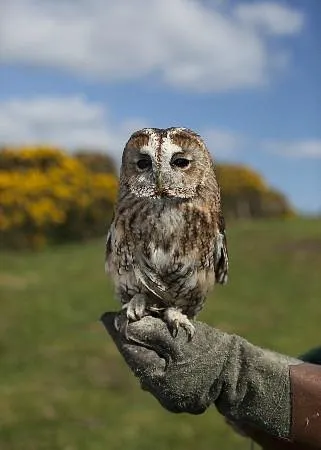 Owl perched on a gloved hand outdoors.