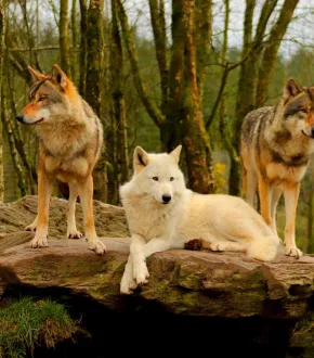Wild Ireland