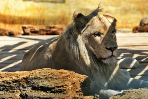 Лев відпочиває на сонці