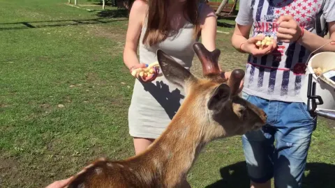 Люди годують оленя