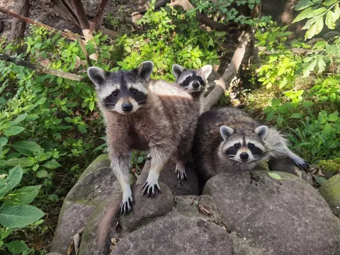 Три єноти на каменях у лісі