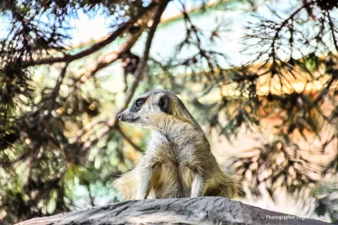 Подільський зоопарк. Вінниця