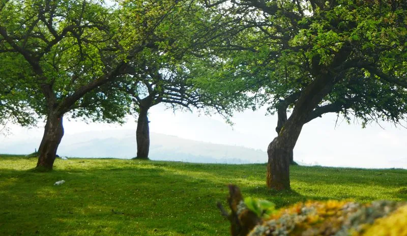 Національний природний парк «Синевир»