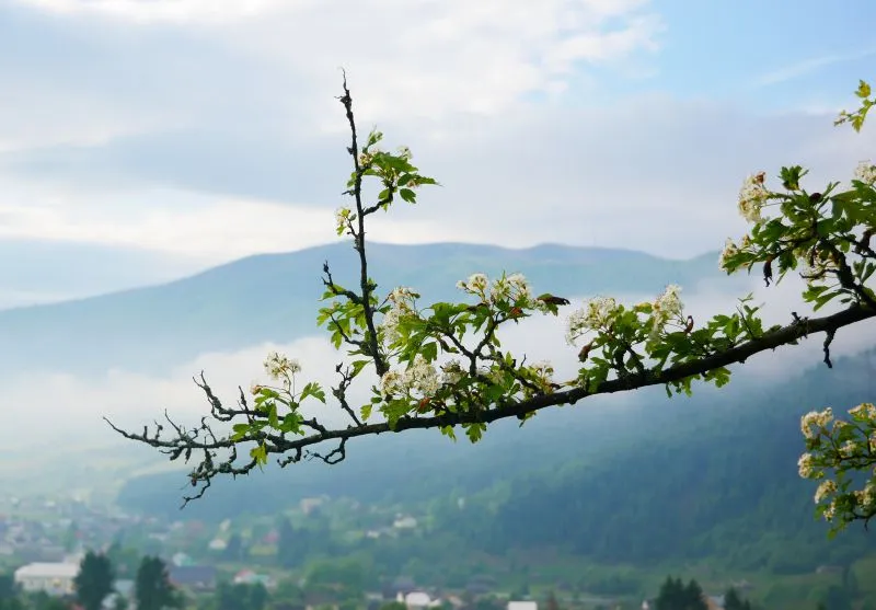 Національний природний парк «Синевир»
