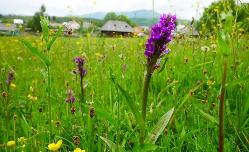 Національний природний парк «Синевир»