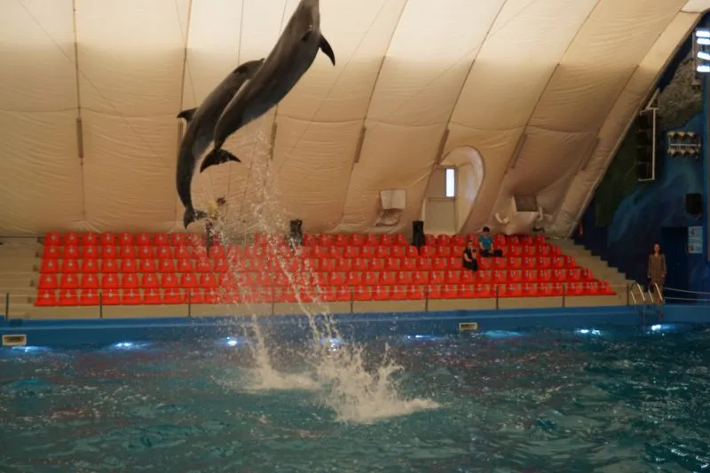 Два дельфіни стрибають у басейні.