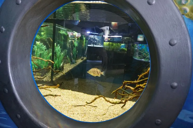 Риба в акваріумі за круглим вікном