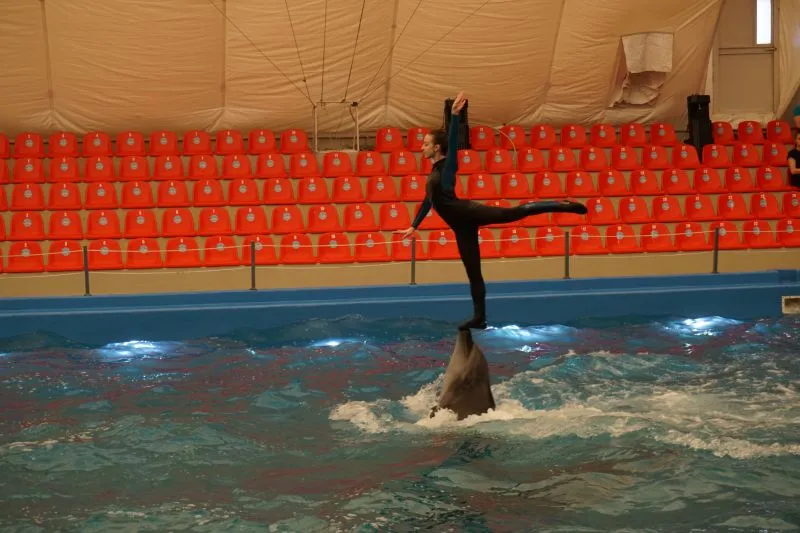 Артистка на дельфіні в басейні