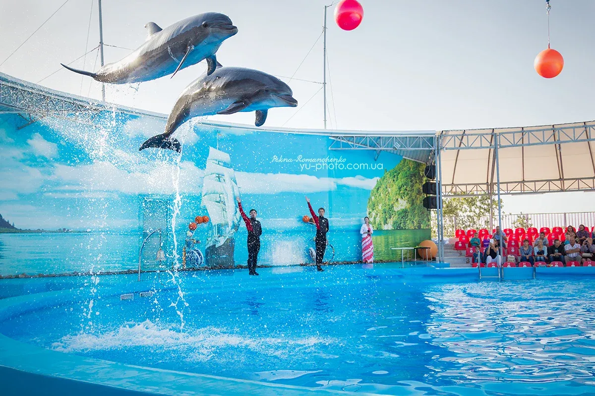 Два дельфіни стрибають у басейні.