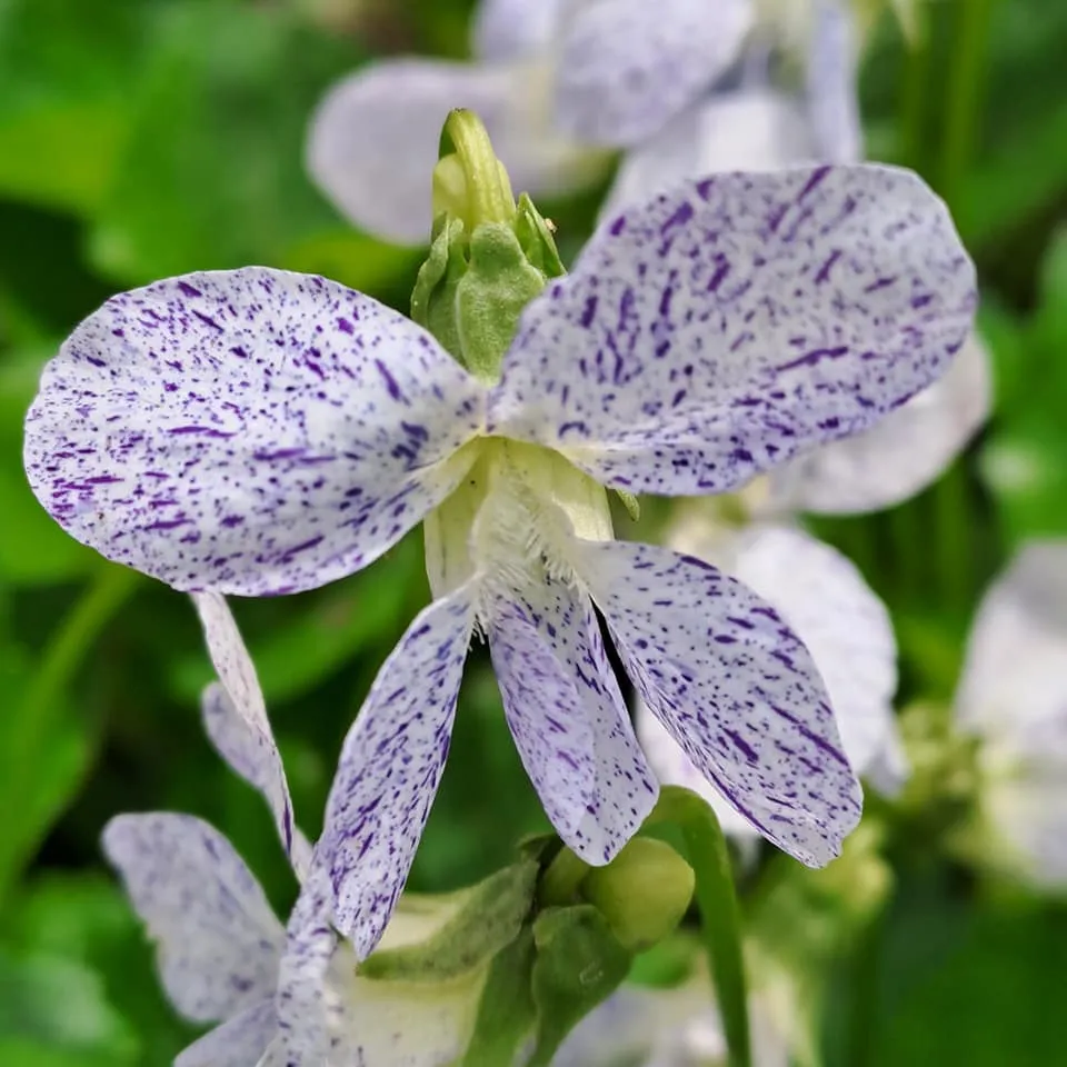 Одеський ботанічний сад, Одеса