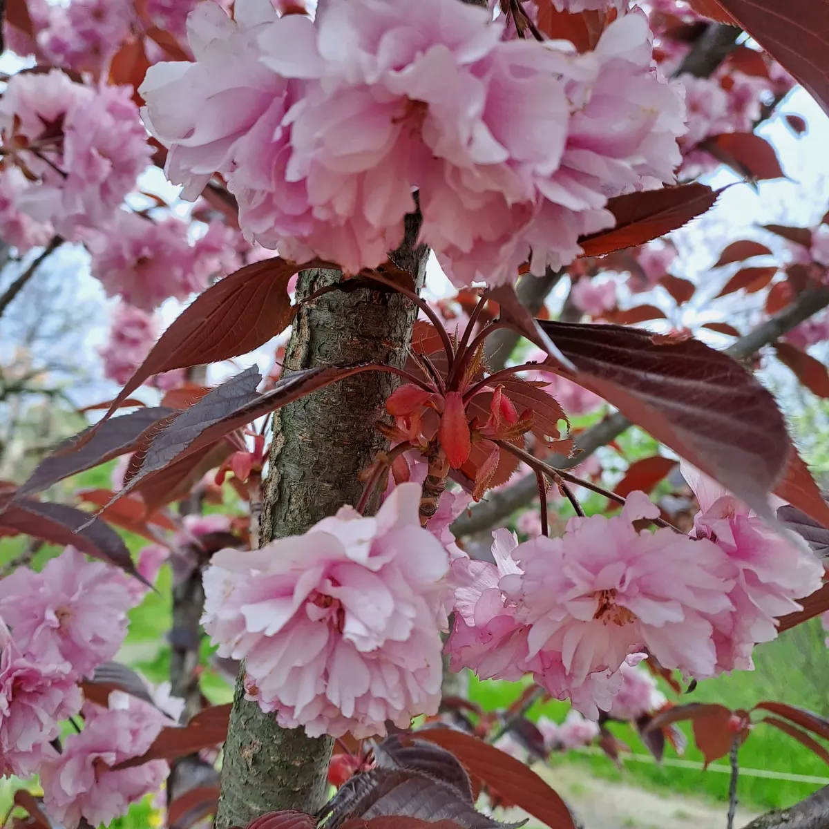 Одеський ботанічний сад, Одеса