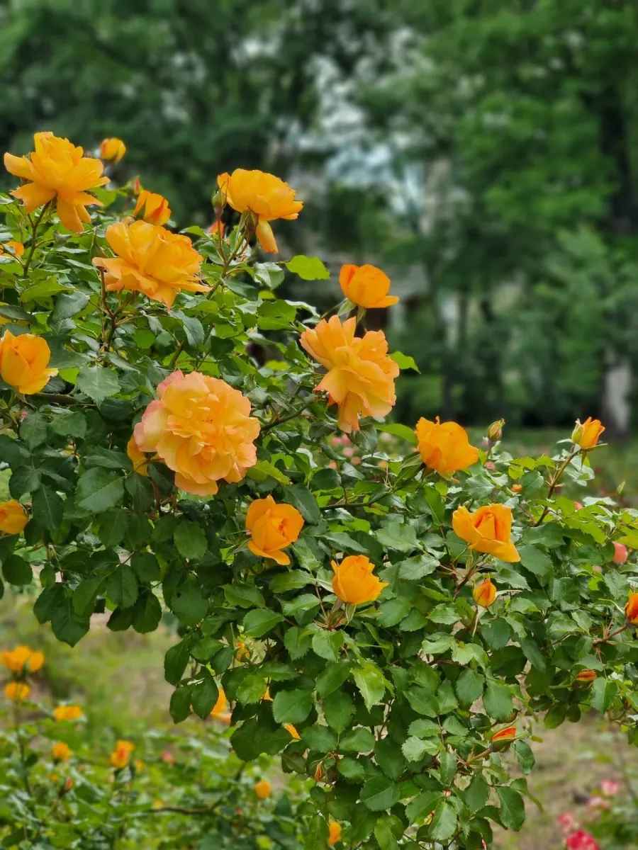Одеський ботанічний сад, Одеса