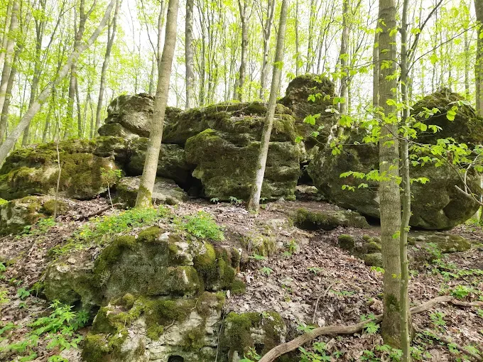 Урочище «Зіньків камінь» — атракція в Мостах, великі моховиті валуни
