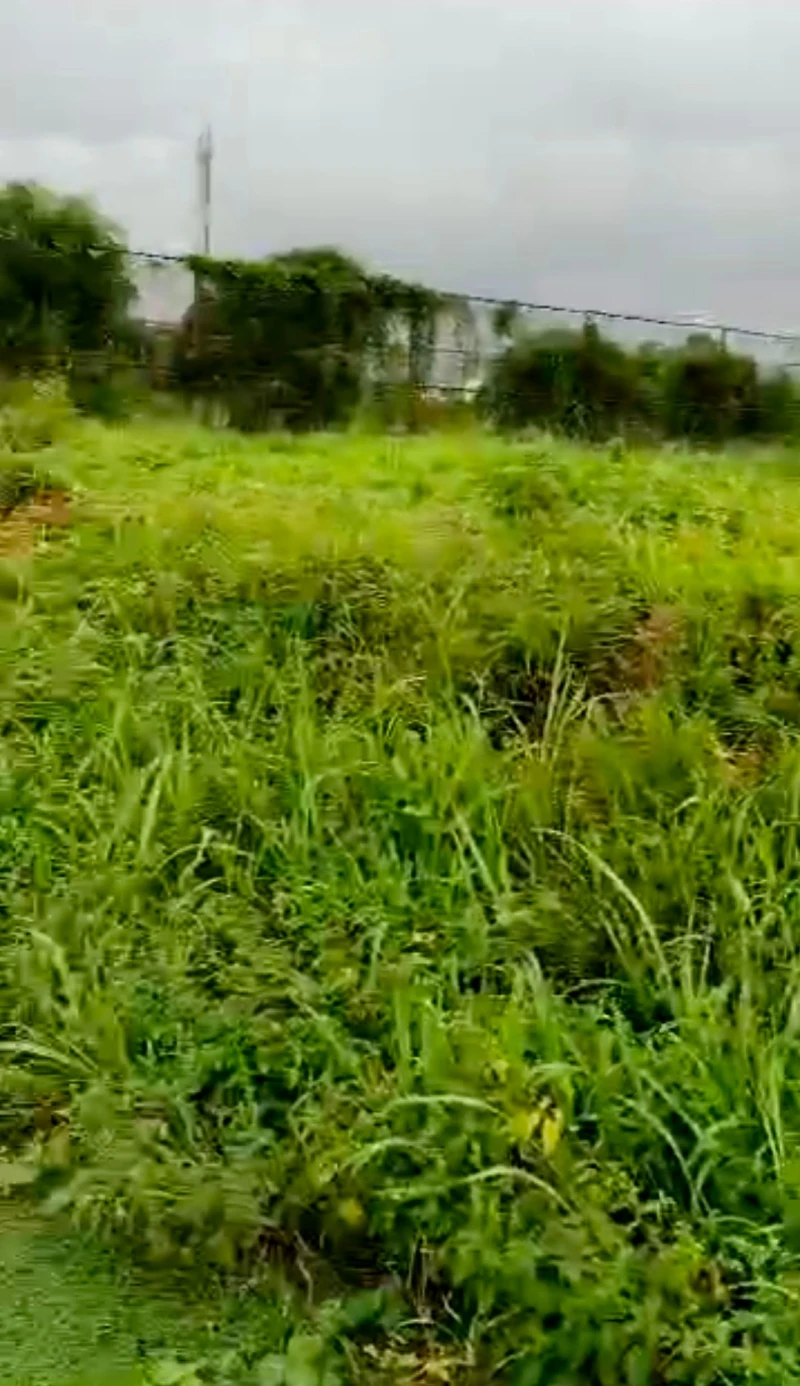 Land for Sale in Estate in DBS road, Delta - Image 3