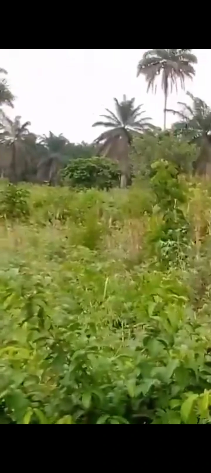 Land for Sale in By asaba Benin express by issele - Azangba, Delta - Image 1