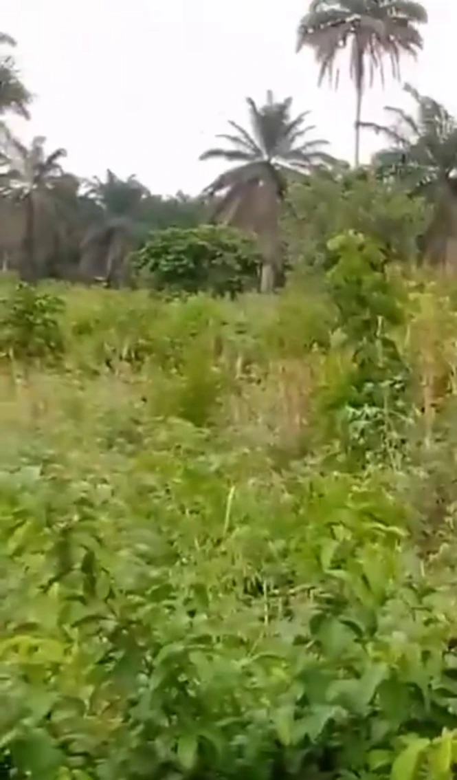 Land for Sale in By asaba Benin express by issele - Azangba, Delta cover picture