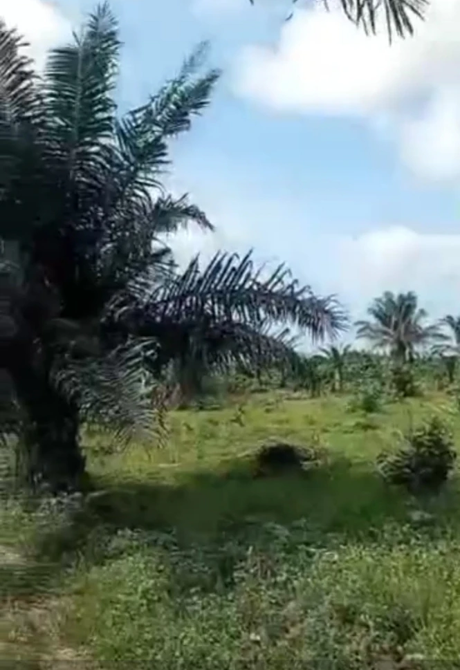 Land for Sale in Off achalla ibusa  before okowa farm, Delta cover picture