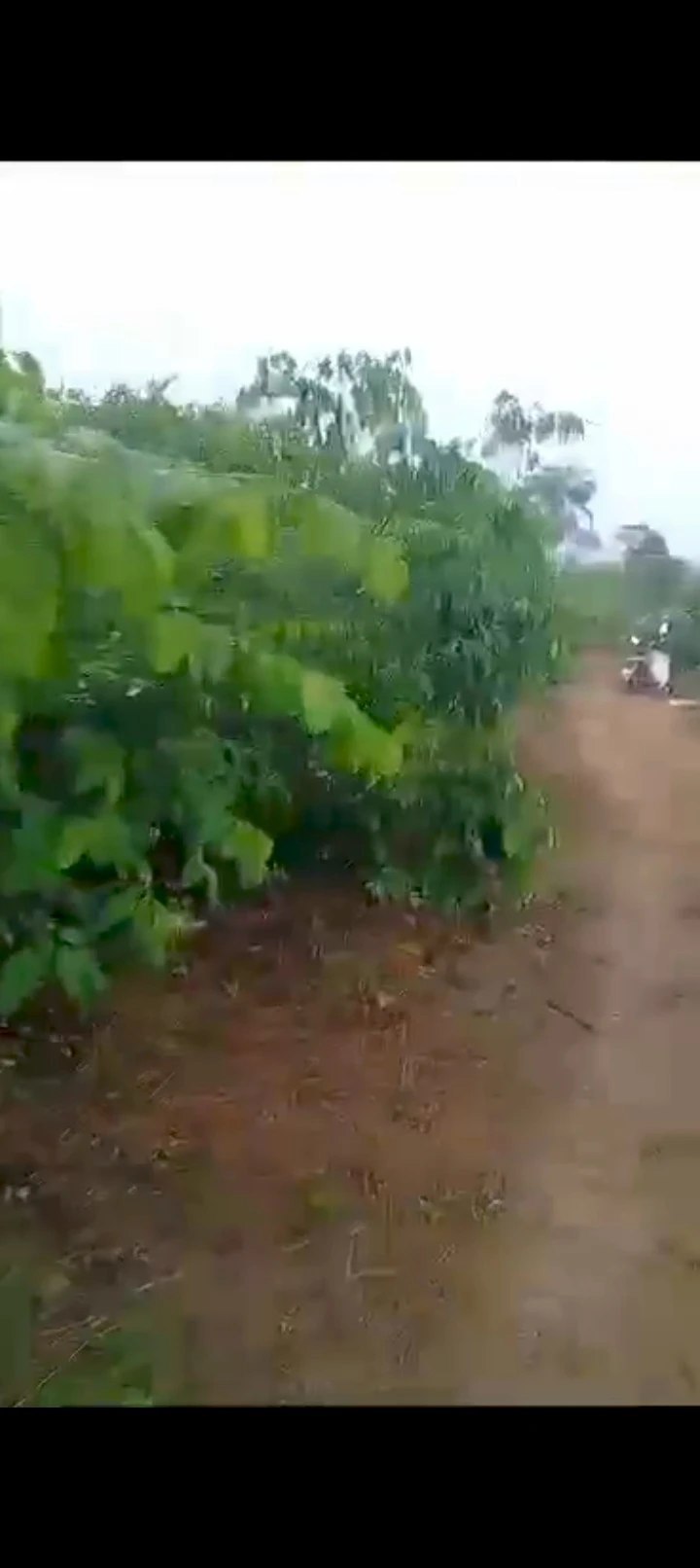 Land for Sale in Ogbaku, Imo cover picture