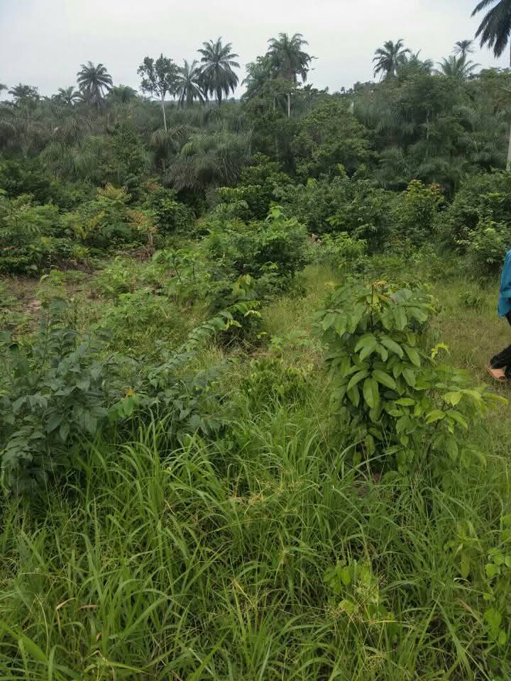 Land for Sale in Mbiabong itam ,off Calabar itu, Akwa Ibom - Image 1