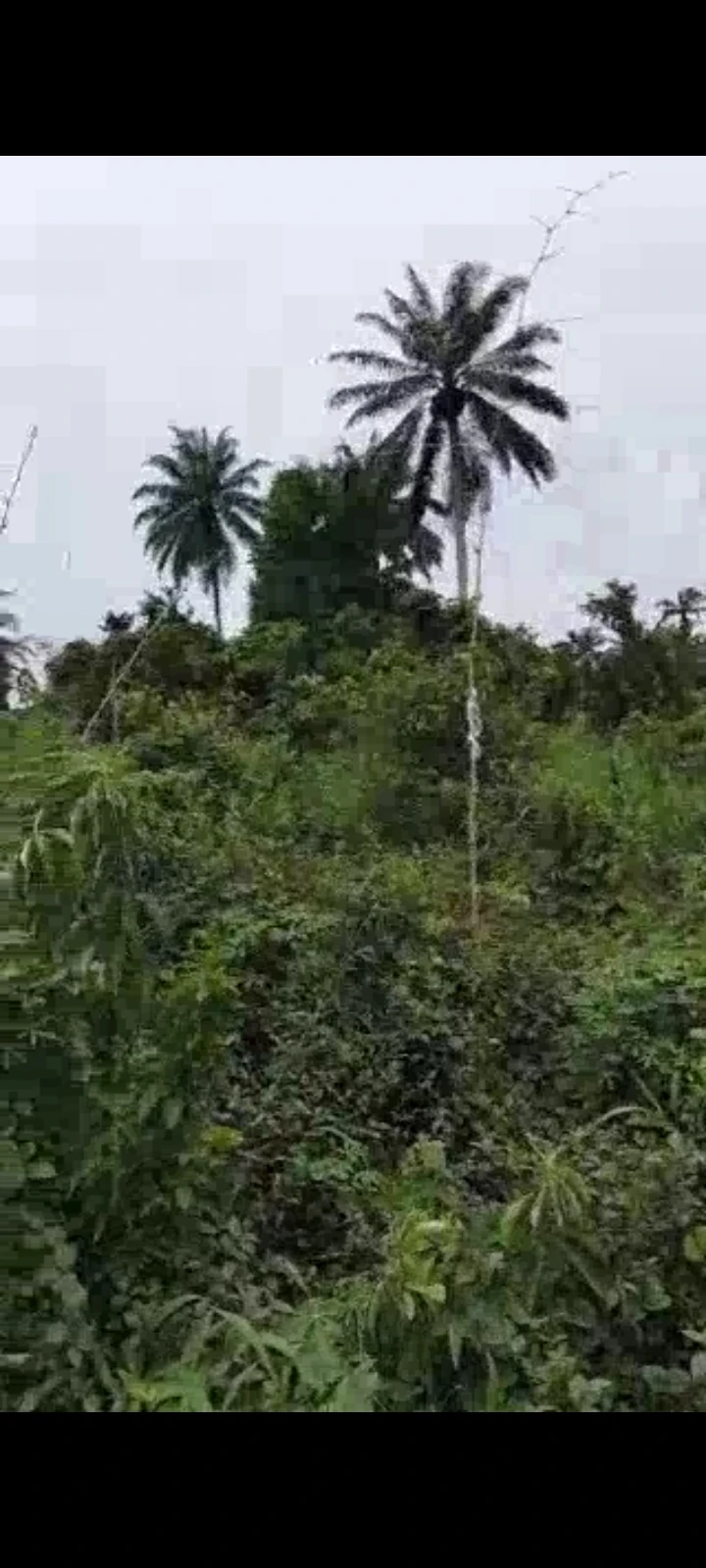 Land for Sale in Near Airforce  secondary school Asutan, Akwa Ibom - Image 1