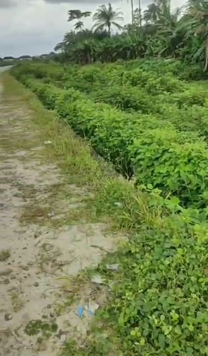 Land for Sale in Niger cat, Delta - Image 3