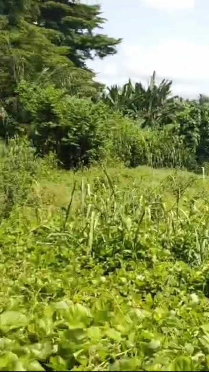 Land for Sale in Ekpan Warri Delta state, Delta - Image 3