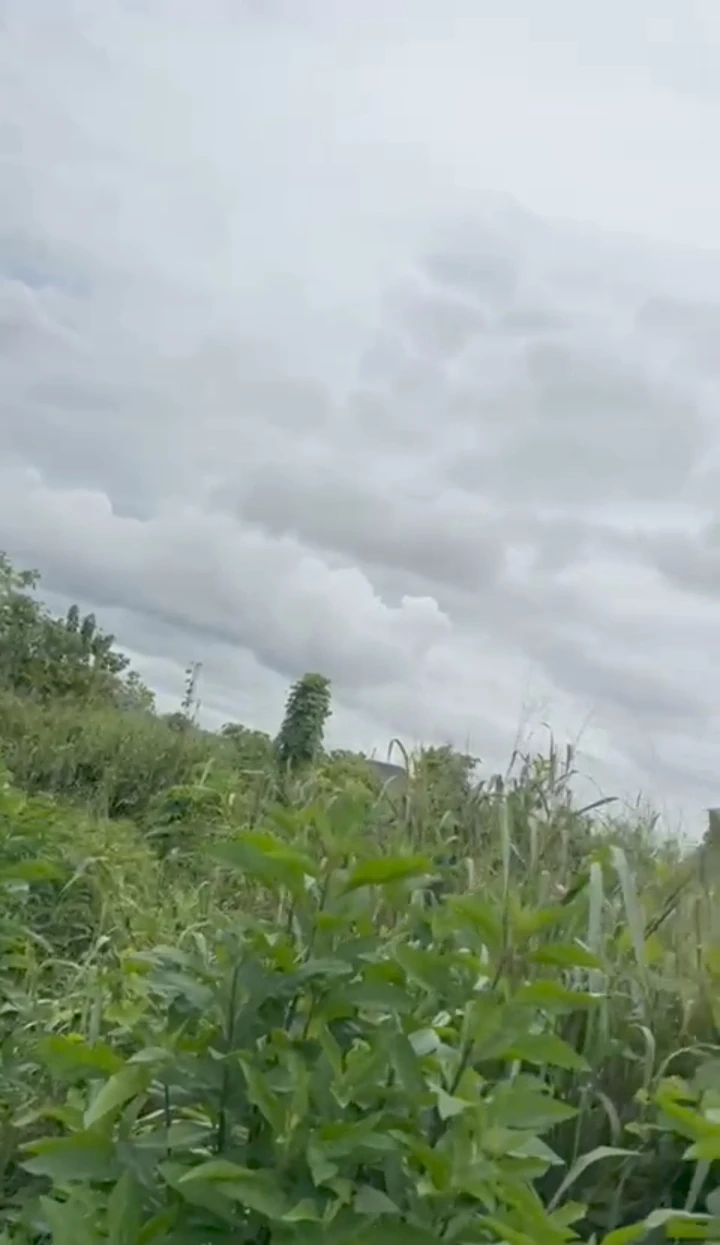 Land for Sale in Chalisco, Delta - Image 3