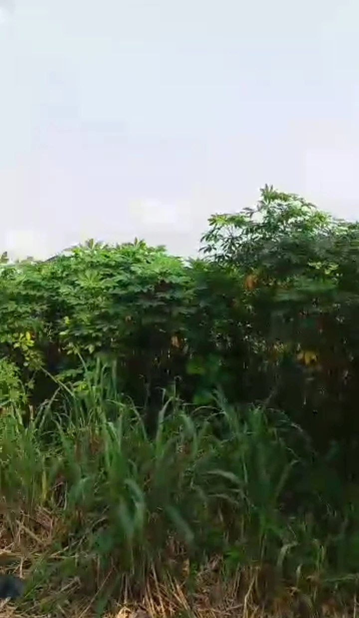 Land for Sale in Opete, Delta - Image 2