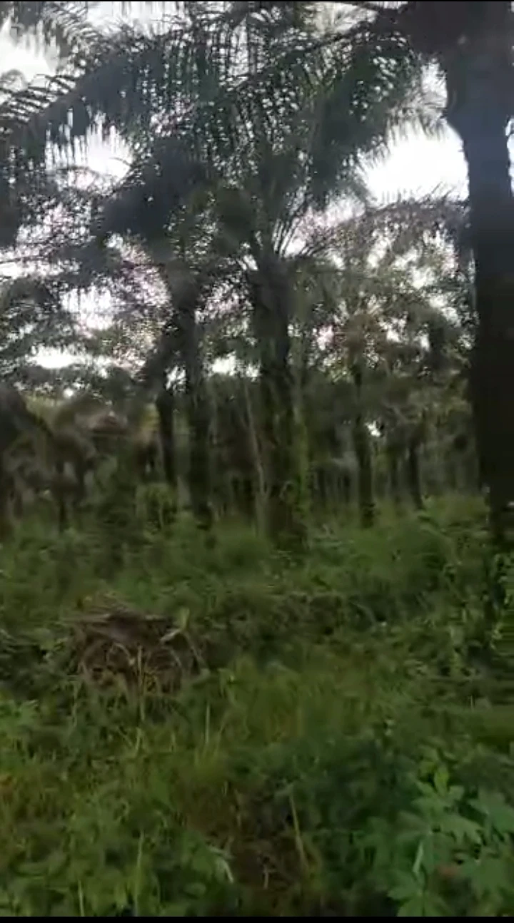 Land for Sale in Iguogie, Edo - Image 2